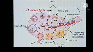 Praktikum embriologi: oogenesis pada mamalia