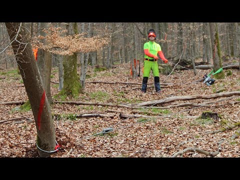 Video: Wird das Entfernen von Bäumen zu Setzungen führen?