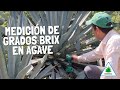 MEDICIÓN DE GRADOS BRIX EN AGAVE