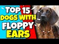Top 15 Dogs With Floppy Ears Cute Floppy Eared Dogs 