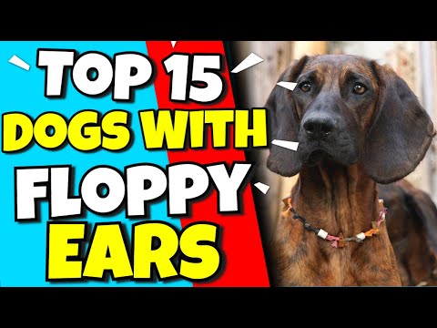 Top 15 Dogs With Floppy Ears Cute Floppy Eared Dogs 