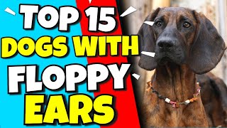 Top 15 Dogs With Floppy Ears - 🐶 Cute Floppy Eared Dogs.
