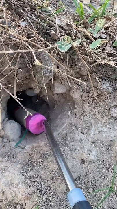 MEMBASMI HAMA TIKUS PAKE PETASAN DAN BOM DAYA LEDAK TINGGI!!!