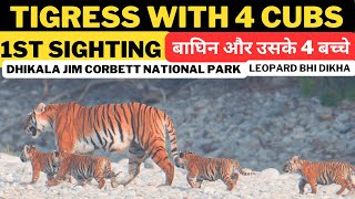 बाघिन और उसके 4 बच्चे 1st Sighting Tigress With 4 Cubs at Dhikala Jim Corbett National Park