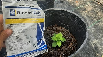 Nguyên Nhân Vàng Lá Và Cách Điều Trị Trên Cây Cúc Mâm Xôi