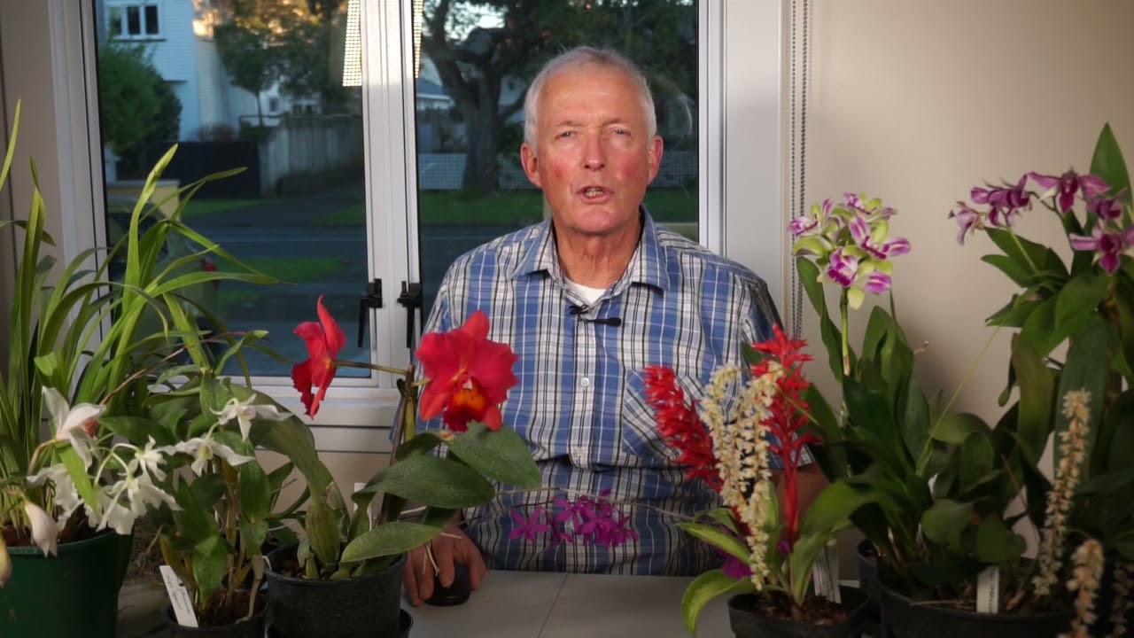 Paphiopedilum main groups and their requirements