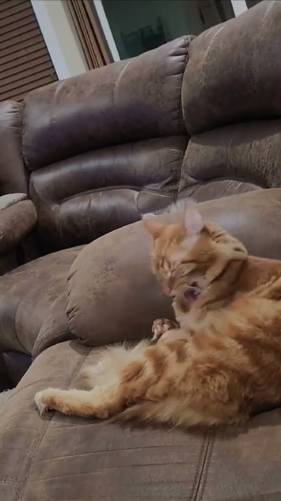 Kitten Surprised By Older Cat's Sudden Sneeze || ViralHog