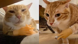 Try Not To Laugh 🤣 New Funny Cats Video 😹 - Just Cats Part 21