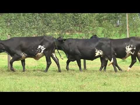 LOTE 152   21º LEILÃO SANTA LUZIA   LEITE COM RAÇA🥛🐄