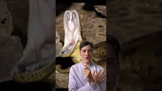 WHAT IF A SNAKE SWALLOWED YOU! #Shorts
