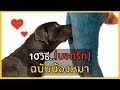 HotDog Ep2: วิธีบอกรัก..ของน้องหมา