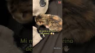 Mi michi es la reina del drama. 💅🏼 by El Mishi 1,214,357 views 3 years ago 3 minutes, 10 seconds