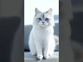 Cute cat 🐈😺 Little paws, big love 🐾❤️ | #CatLife #PetLover #CuteMoments #Purrfect #MeowTime