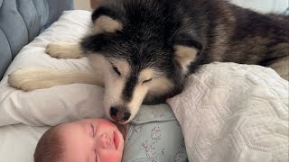 Concerned Dog Guards Adorable Little Boy While He Sleeps! (Cutest Ever!!)