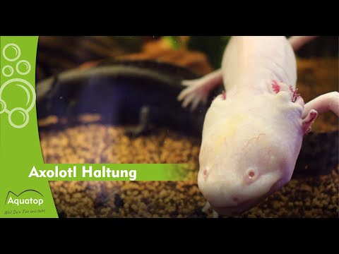 Video: Sollen Axolotl als Haustiere geh alten werden?
