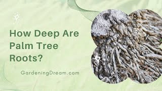 How Deep Are Palm Tree Roots?