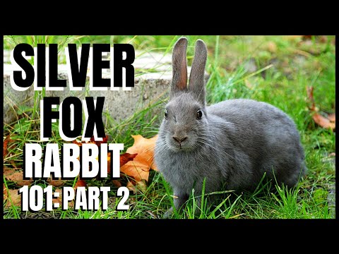 วีดีโอ: กระต่ายกลางแจ้งช่วงฟรี ทำให้กระต่ายออกจากกรงไป