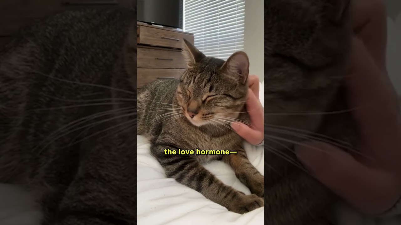 10 способов правильно погладить кошку 🐱