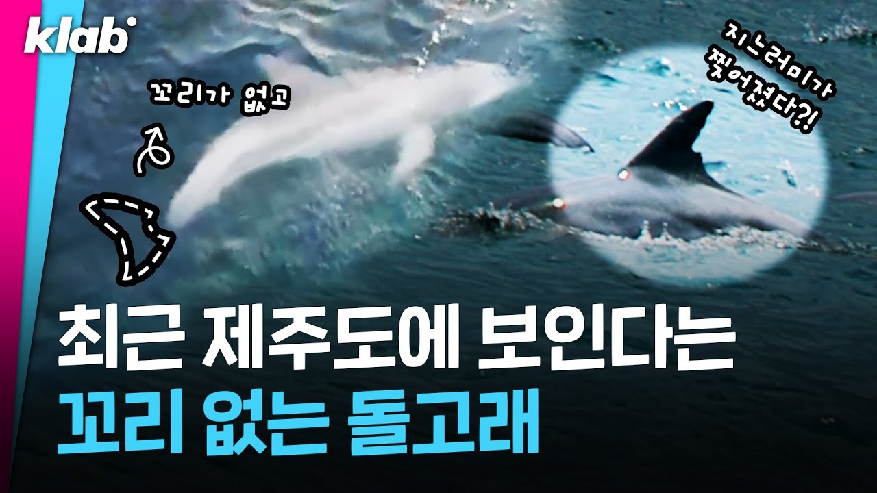 무심코 갖고 논 OO에 꼬리를 잃어버린 이 동물｜크랩