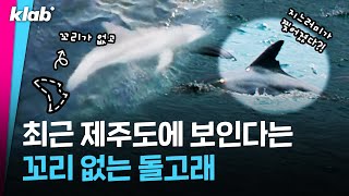 무심코 갖고 논 OO에 꼬리를 잃어버린 이 동물｜크랩