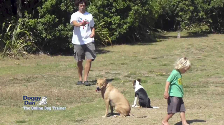 3 Huge dog training tips