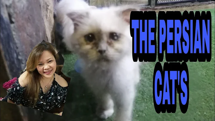 Video 11867921: cute persian cat