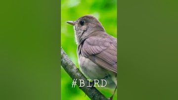 Singing nightingale || The best bird song || #shorts #birds