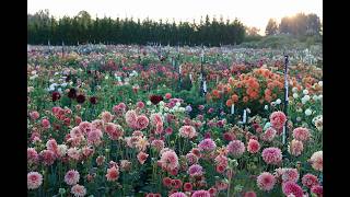 13,000 dahlias in bloom!
