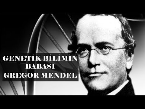 Genetik Bilimin Babası Gregor Mendel