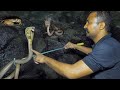         2 cobra snake  2 indian rat snake  sarpmitra akash jadhav