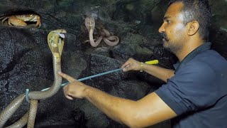 आज तक का सबसे खतरनाक रेस्क्यू ऑपरेशन | 2 Cobra snake & 2 Indian Rat Snake | Sarpmitra Akash Jadhav
