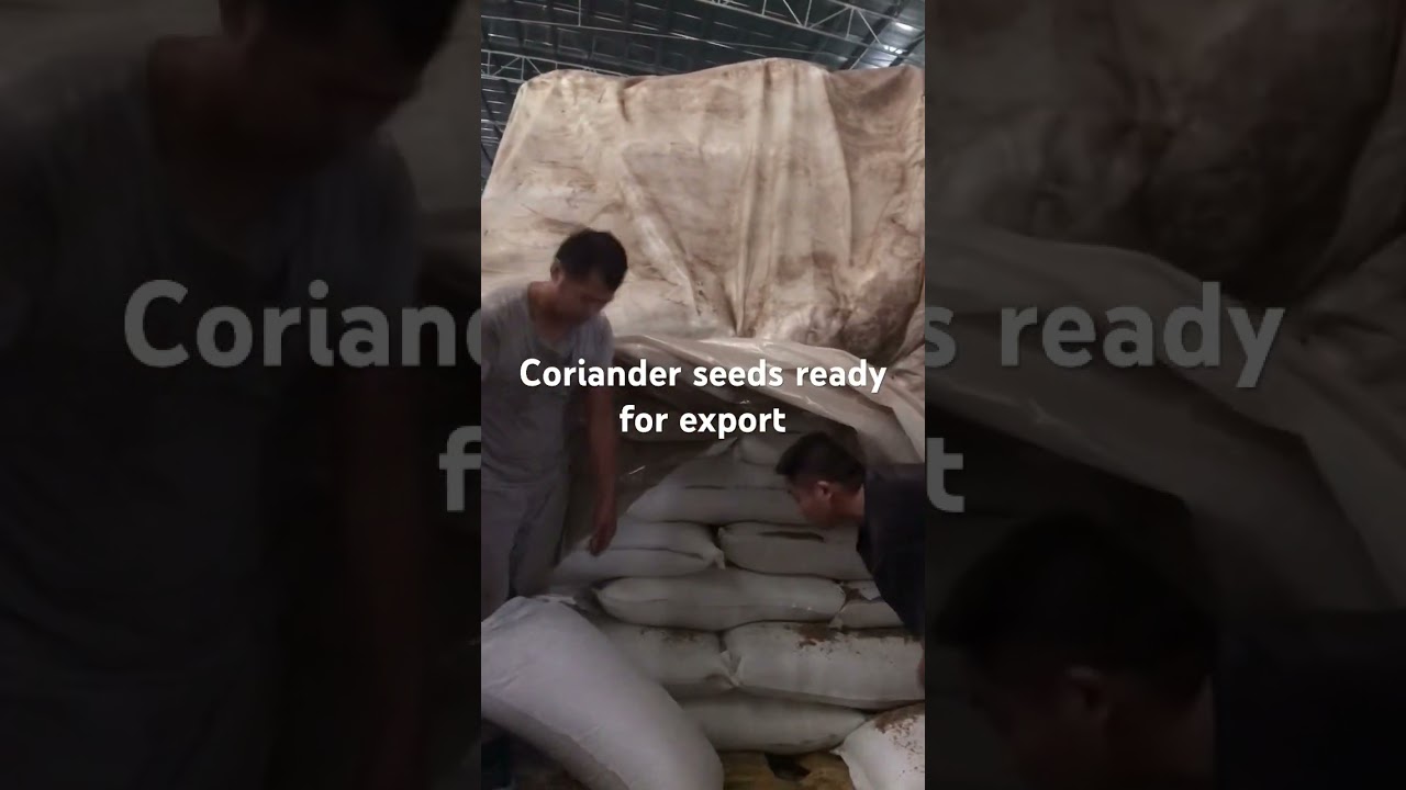 Coriander seeds ready for wholesales export. 