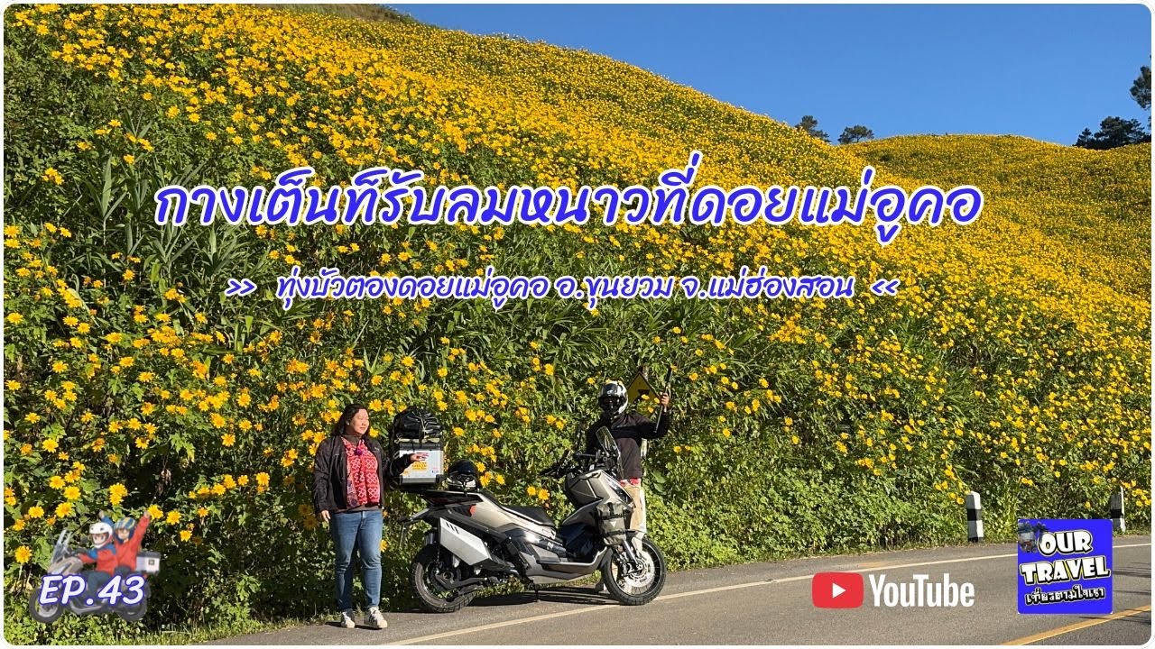 EP.43 เที่ยวทุ่งบัวตองดอยแม่อูคอครั้งแรก Iกางเต็นท์นอนรับลมหนาวที่ลานกางเต็นท์ทุ่งสามหมอกI