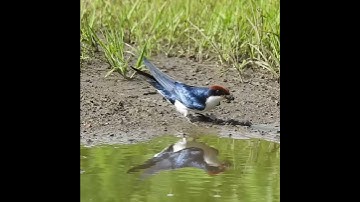 Swallow Birds collecting Mud for Nest