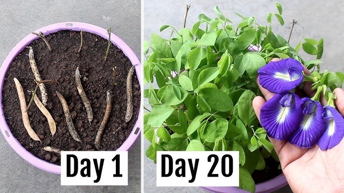 How to Grow & Care for Butterfly Pea Plant [Complete Growing GUIDE] -  YouTube