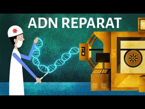 Video: Transpoziții ADN și Rolul Recombinării în Acumularea De Mutații în Daphnia Pulex