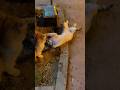 Masumca oynuyorlar sanıyorduk ama kötü bitti :( #kedi #cats #pets