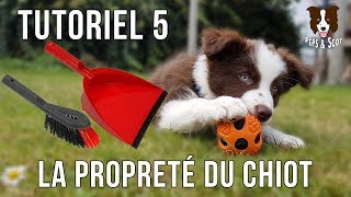 La Propreté du Chiot  Tutoriel complet