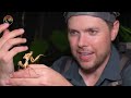 Catching Weirdest Bugs on Earth!