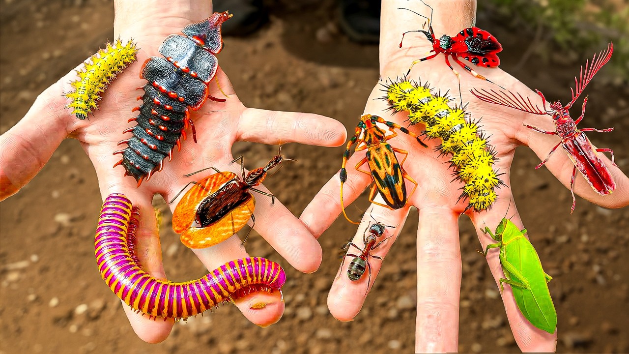 “Discovering the Strangest Bugs on Earth!” – Video