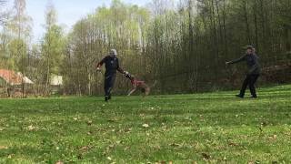 Chevalric's Glossy Gayle, 2nd Protection Training