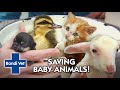 SAVING BABY ANIMALS 🐣🐾  | Compliation | Bondi Vet