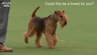 Vulnerable Native Breeds, A Brief Intro|LAKELAND TERRIER|