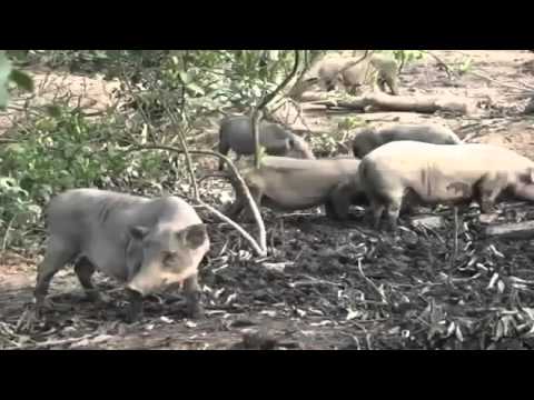 Mô hình làm giàu từ chăn nuôi lợn rừng ở Hữu Lũng-Lạng Sơn - hqdefault