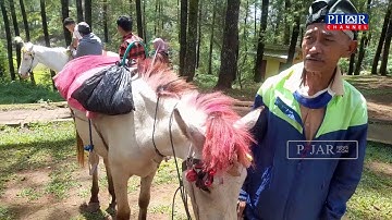 Sebegini Tarif Menunggang Kuda di Hutan Pinus Malino