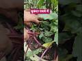 #farming at home#farming# harvesting beetroot #kitchengardening #gardenplants #garden