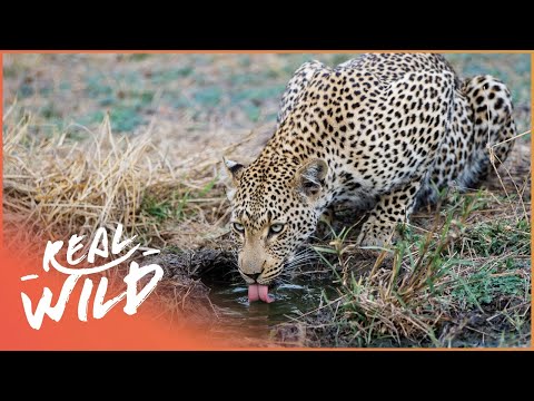 Why Water Is Crucial For South Africa&#039;s Wildlife | Southern Africa Documentary | Real Wild