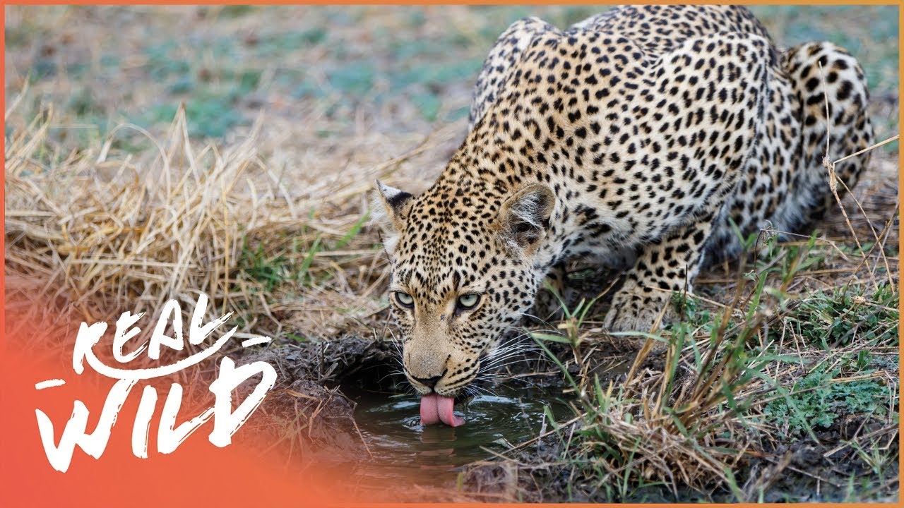 ⁣Why Water Is Crucial For South Africa's Wildlife | Southern Africa Documentary | Real Wild