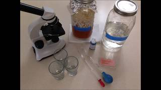 Yeast Counting