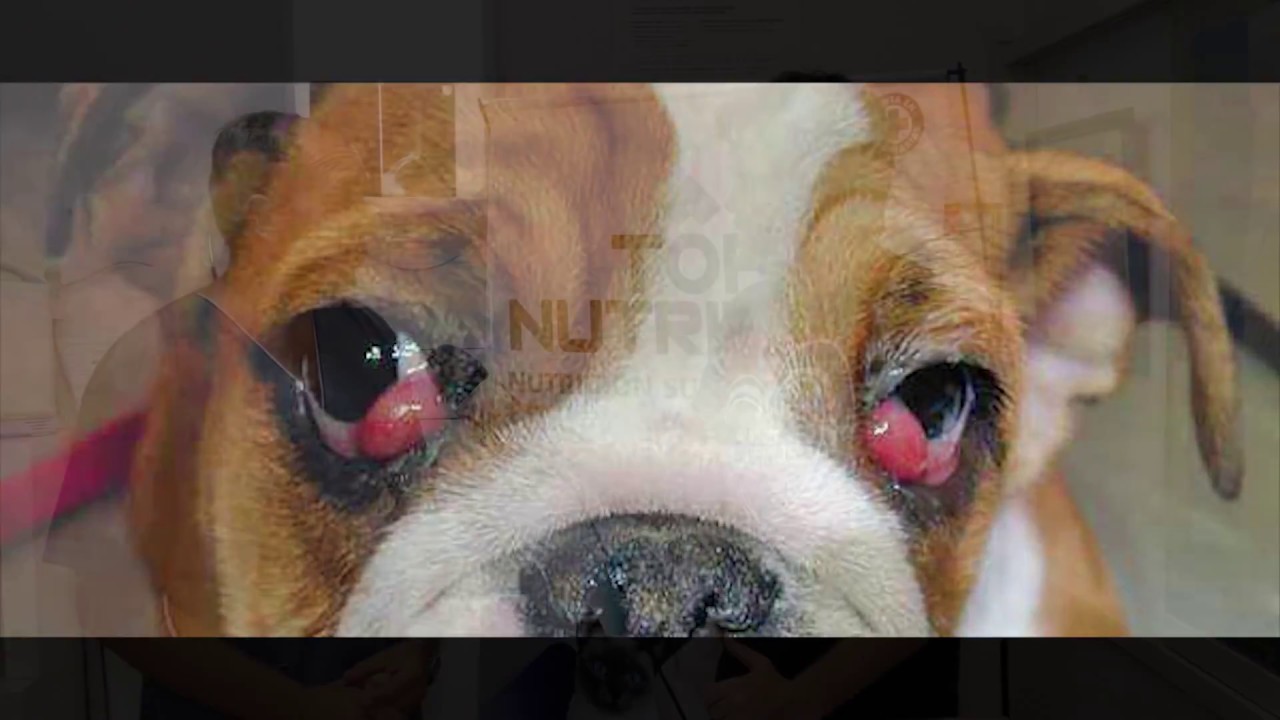 Los párpados de tu perro. YouTube Los párpados de tu perro. YouTube